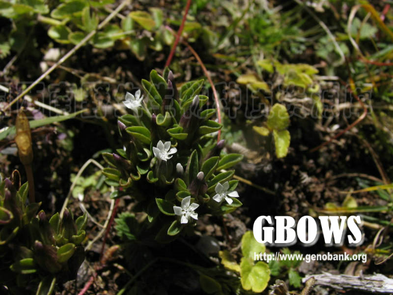 东俄洛龙胆 Gentiana tongolensis Franch