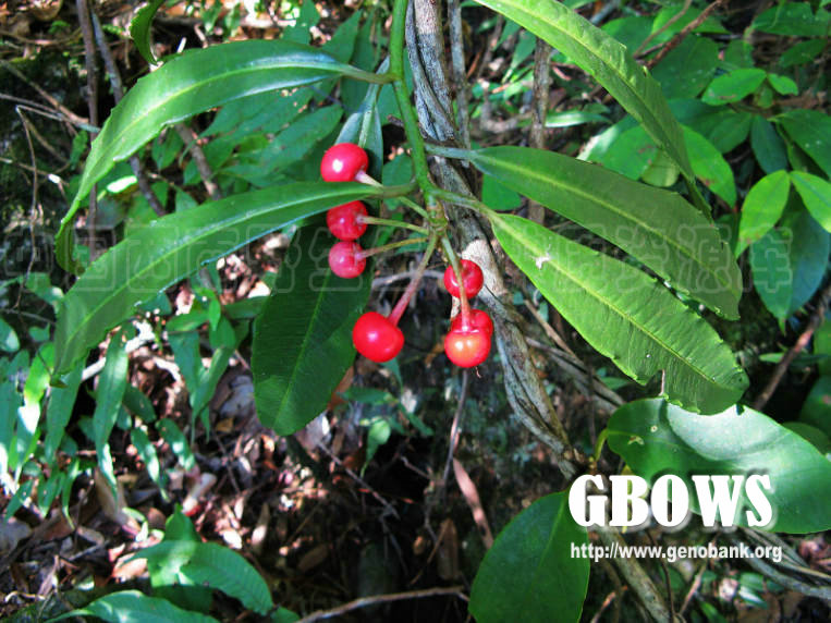 大罗伞树 ardisia hanceana mez