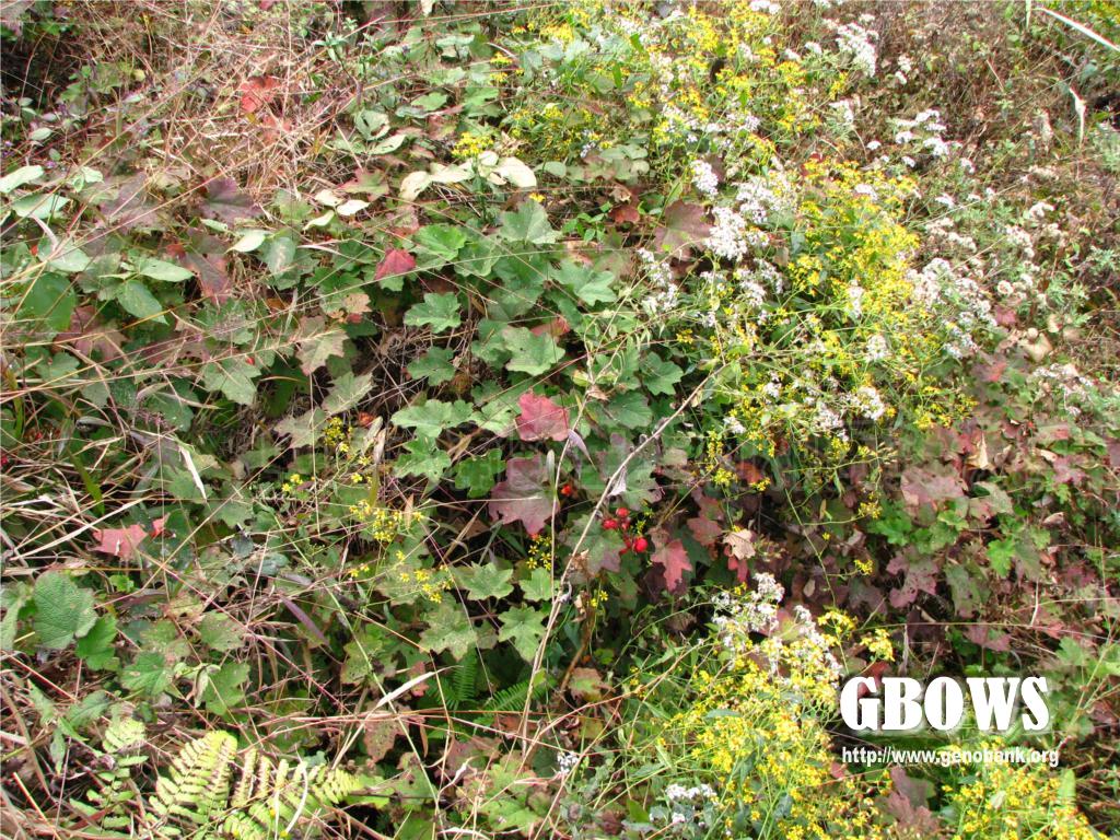 粗叶悬钩子 rubus alceaefolius poir.