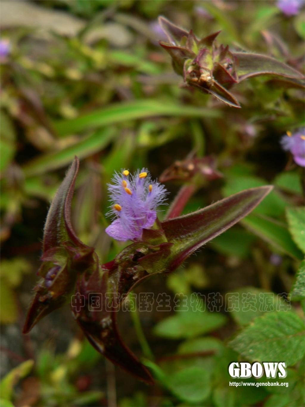 地地藕 commelina maculata edgew.