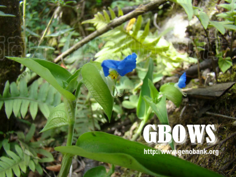 地地藕 commelina maculata edgew.