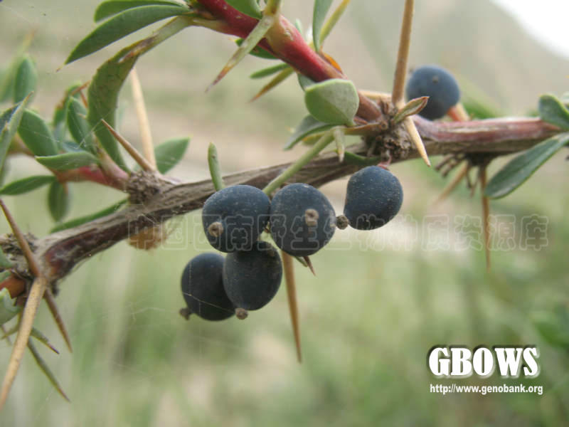 喀什小檗 berberis kaschgarica rupr.