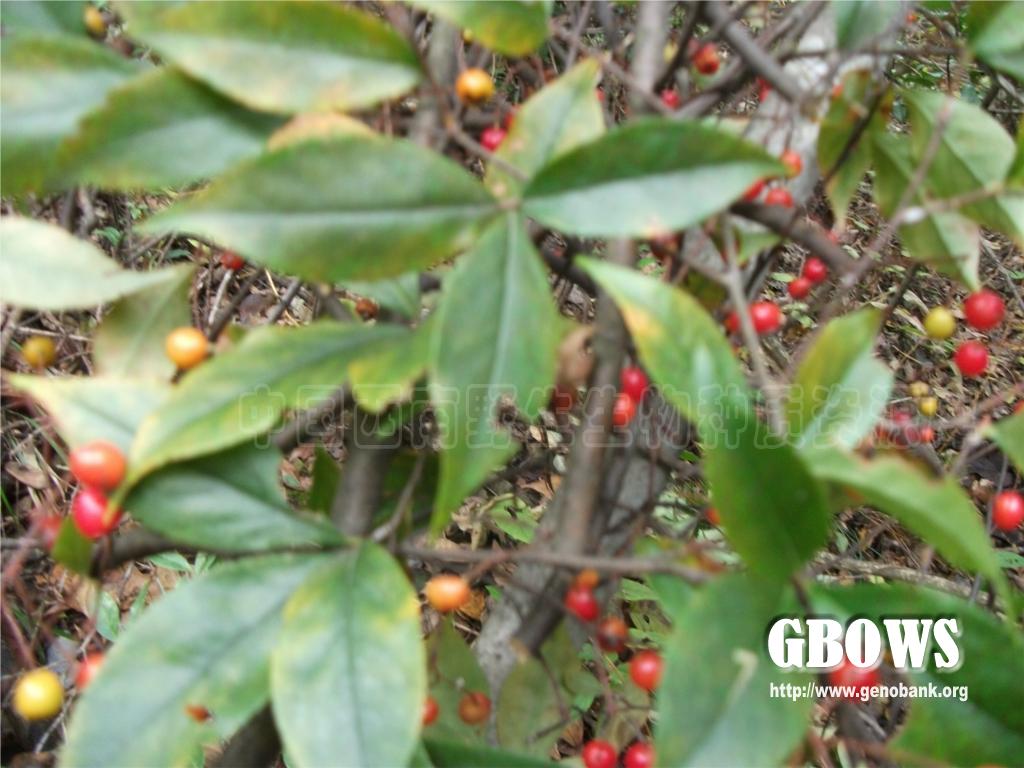 小叶石楠 photinia parvifolia (e. pritz.) c. k. schneid.