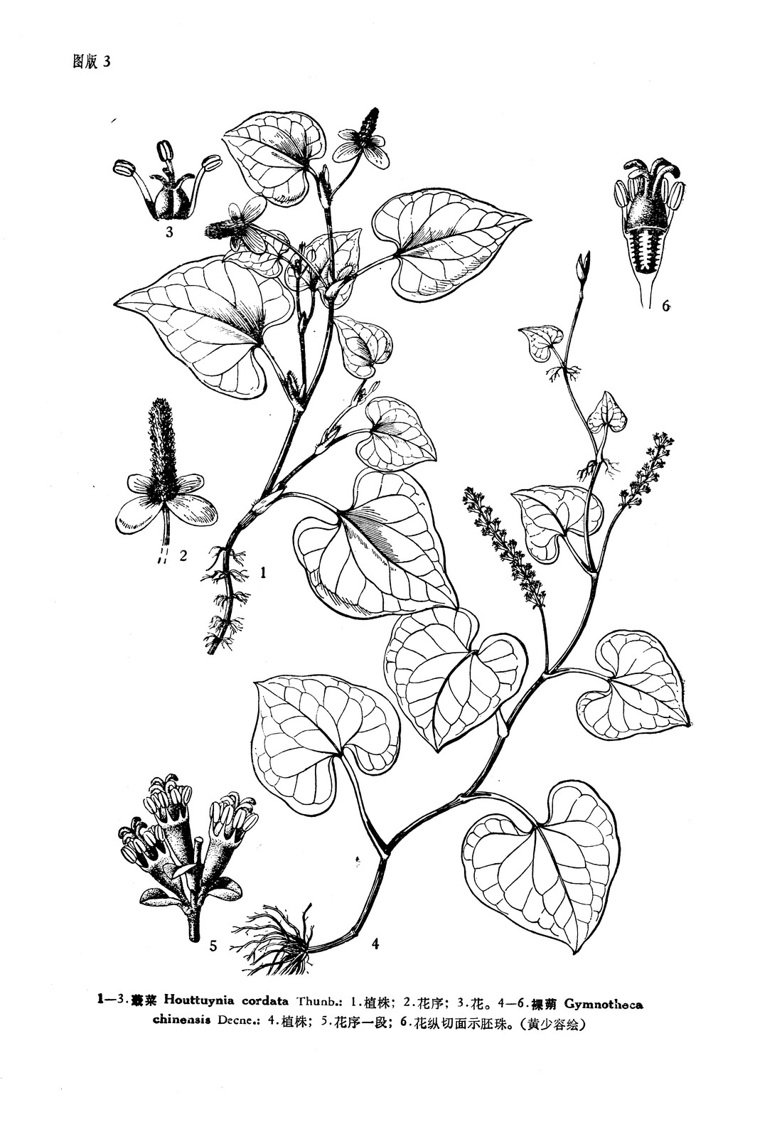 et chun in sunyatsenia 5: 35. 1940; 陈焕镛等,海南植物志1:338.