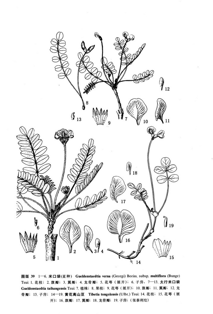 黄花高山豆 tibetia tongolensis (ulbr.) h. b. cui