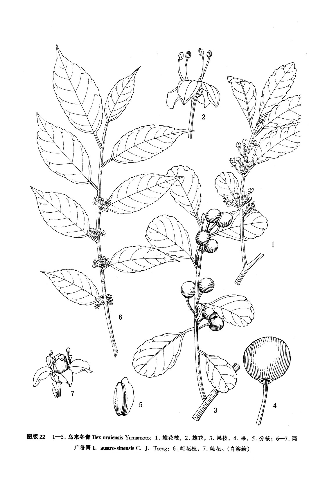 两广冬青 ilex austrosinensis c. j. tseng