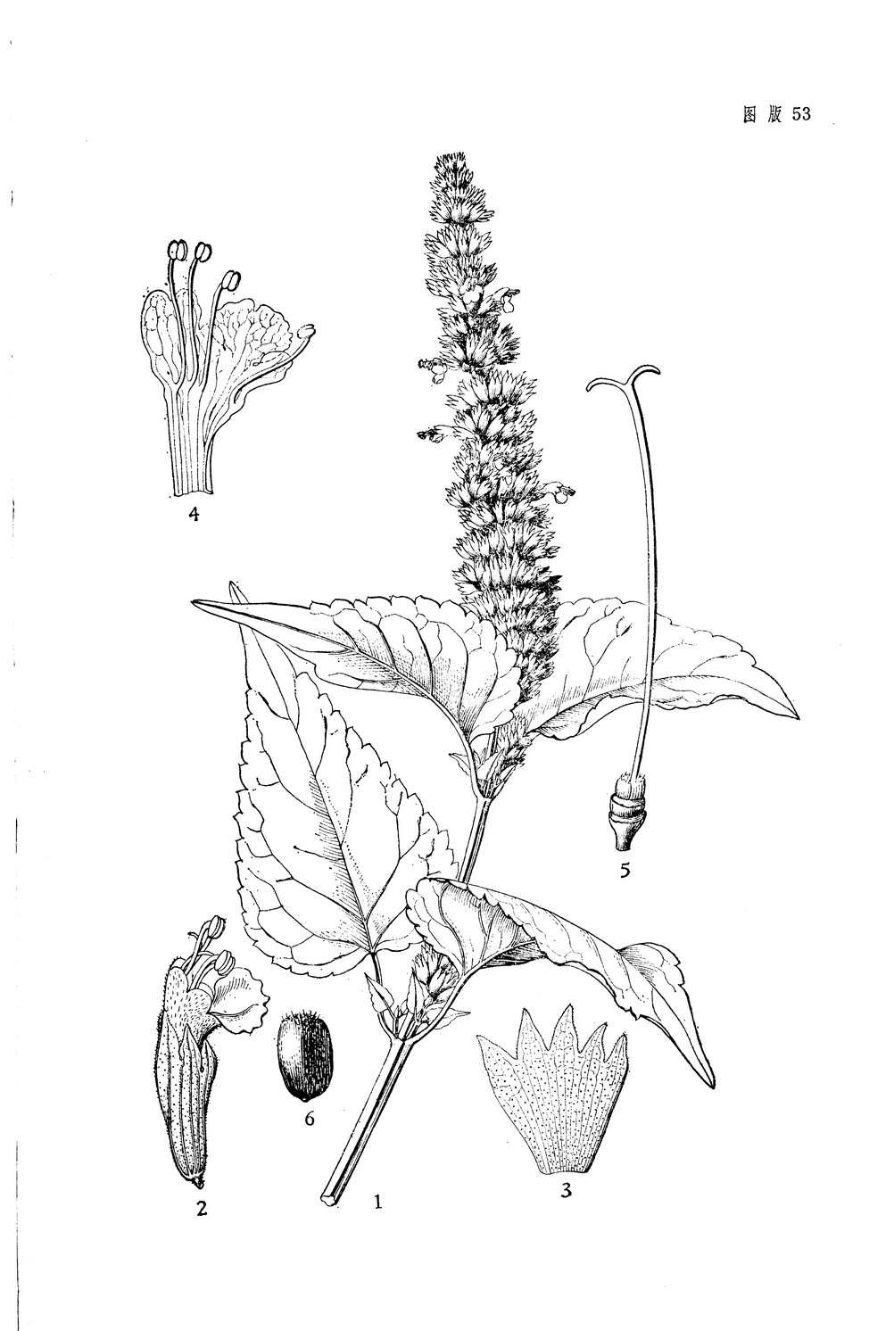 藿香agastache rugosa(fisch et c a mey kuntze