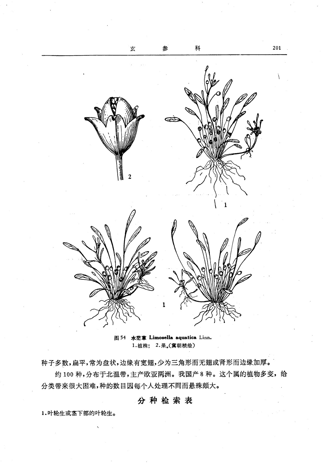 (fúshuǐmángcǎo) chinese 来源:species 2000 伏水茫草(东北植物