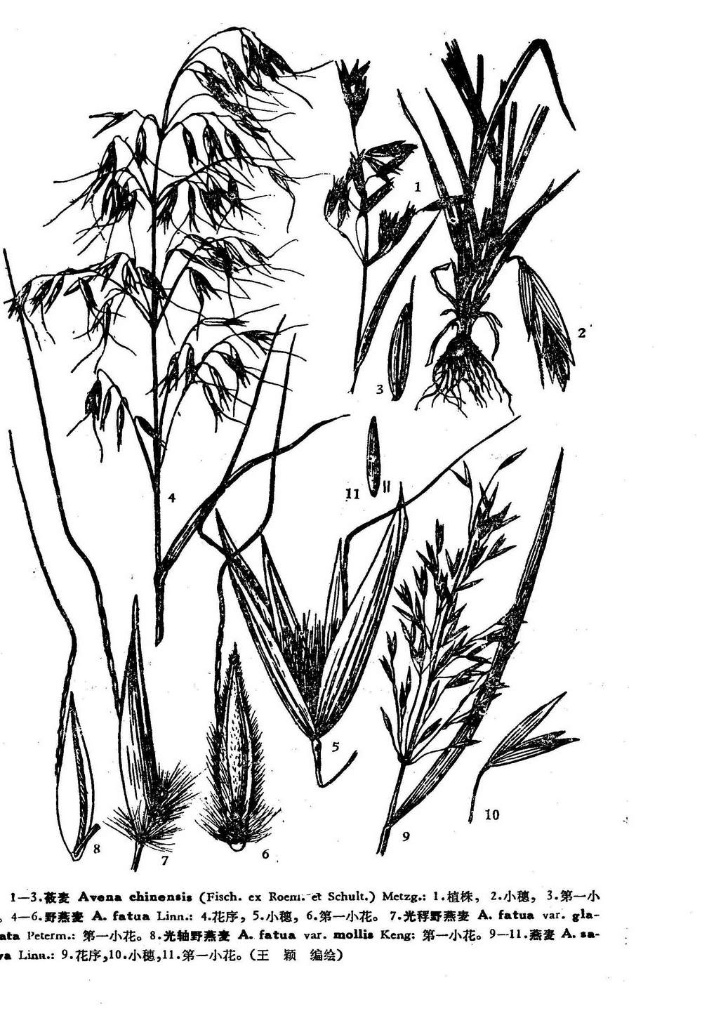 光轴野燕麦(变种) avena fatua l. var. mollis keng