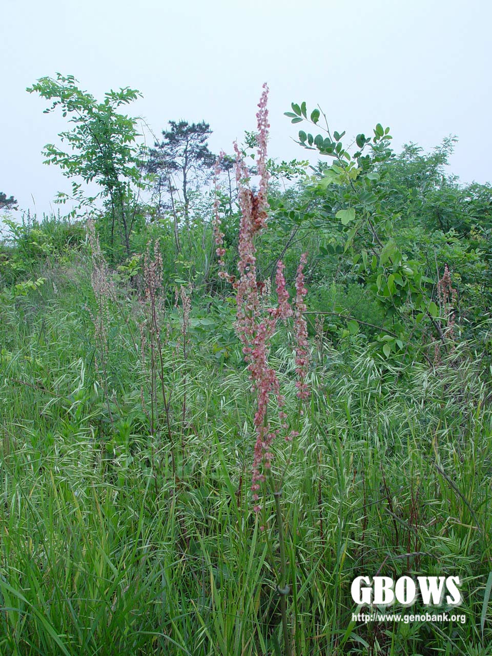酸模 Rumex acetosa L.
