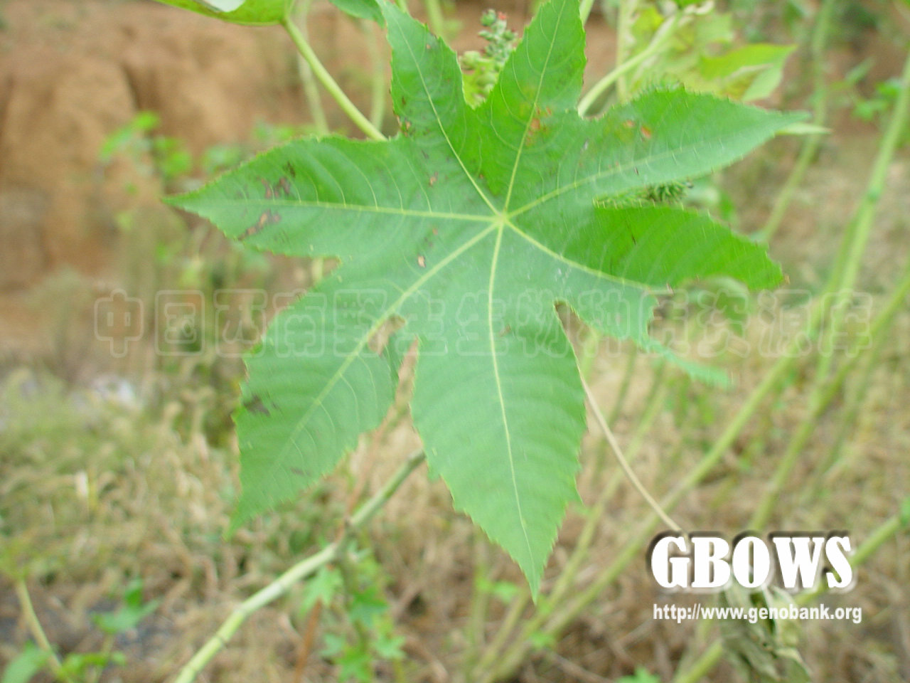 蓖麻 Ricinus communis L.