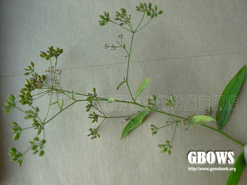 北柴胡 Bupleurum chinense DC.