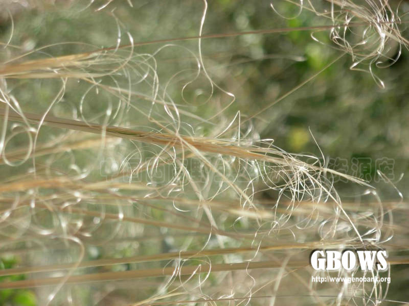 针茅 Stipa capillata L.
