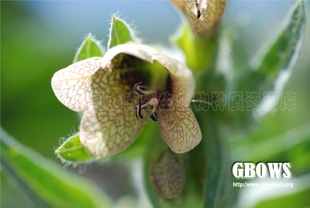 天仙子 Hyoscyamus niger L.