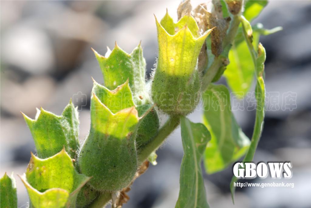 天仙子 Hyoscyamus niger L.