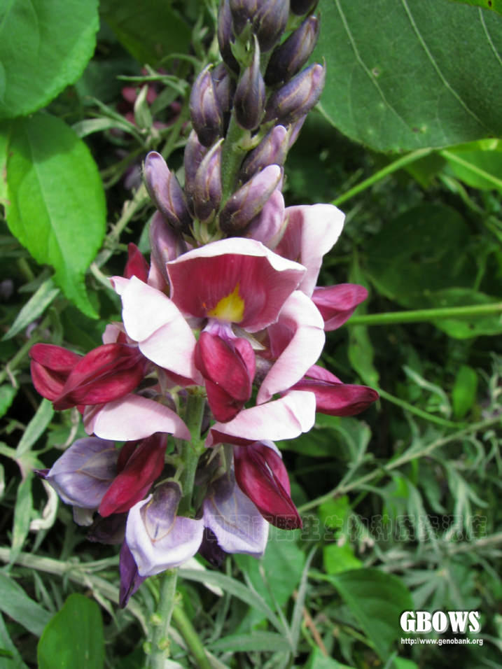 葛 Pueraria lobata (Willd.) Ohwi
