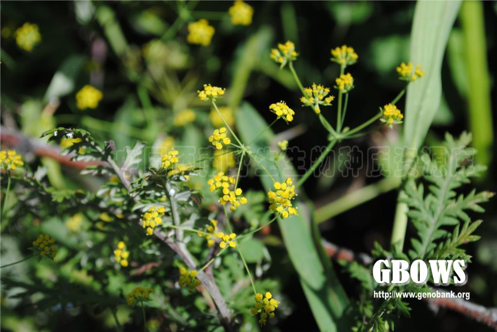 北柴胡 Bupleurum chinense DC.