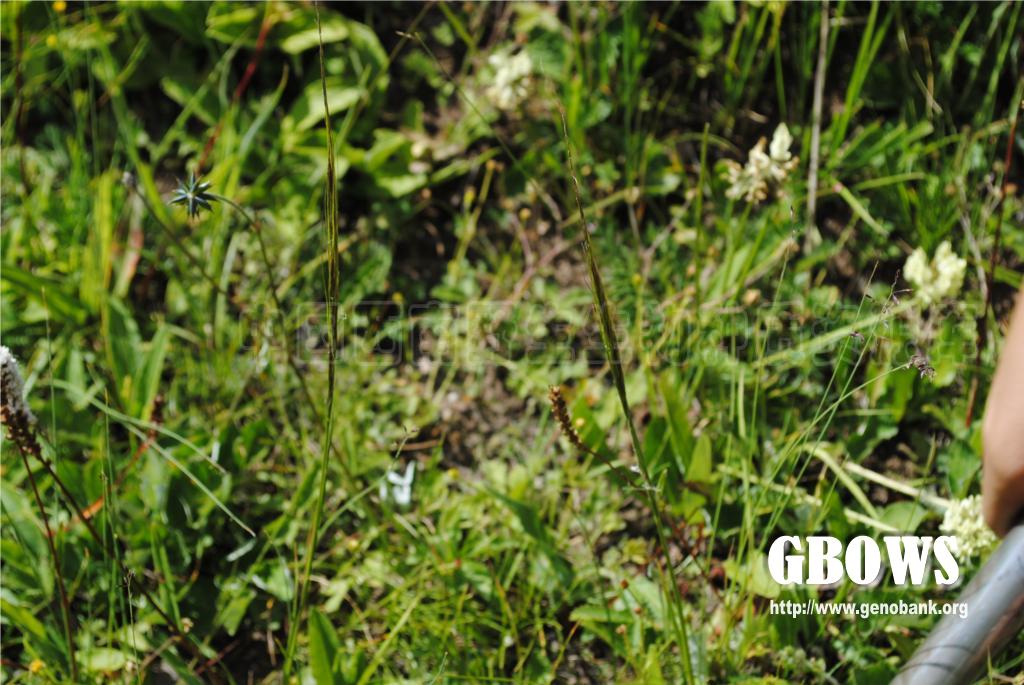 丝颖针茅 Stipa capillacea Keng