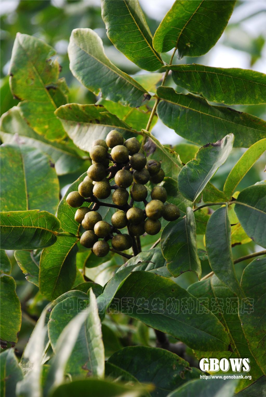 黄檗 Phellodendron amurense Rupr.