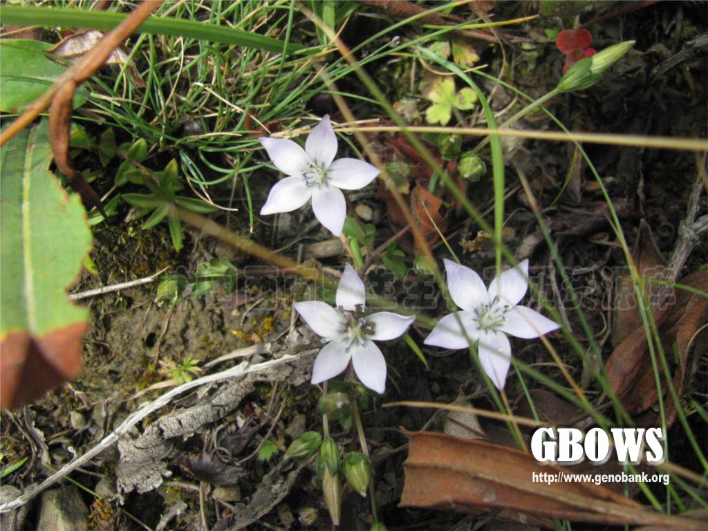 合萼肋柱花 lomatogonium gamosepalum (burk) h smith