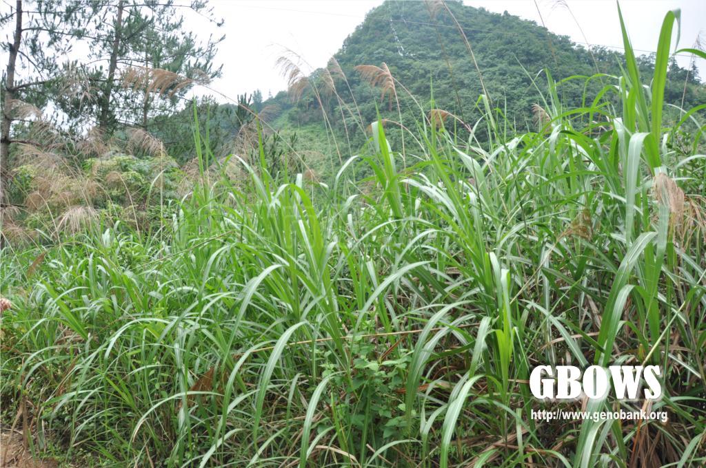 五节芒 miscanthus floridulus(labill warb ex k schum et lau