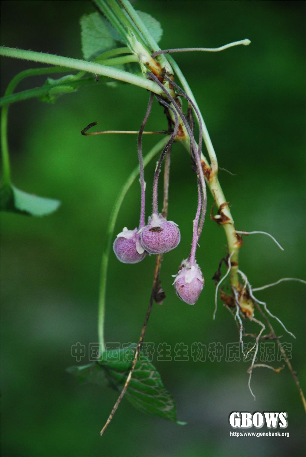 球果蔊菜图片