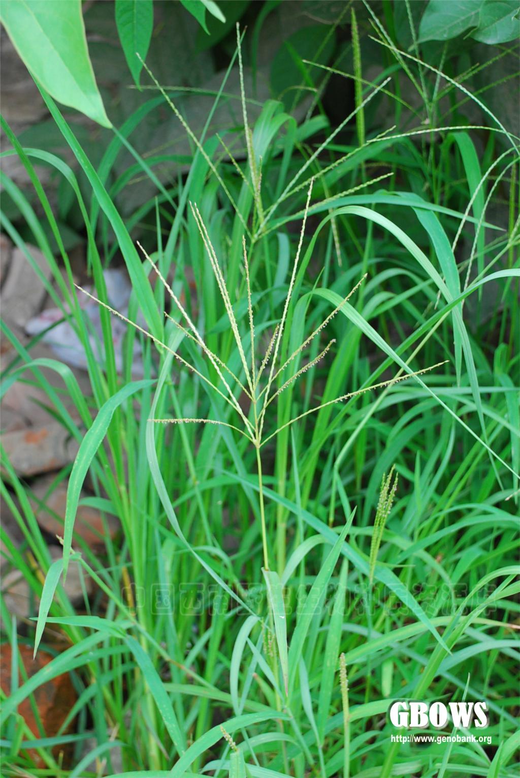 毛马唐digitariachrysoblepharafigetdenot