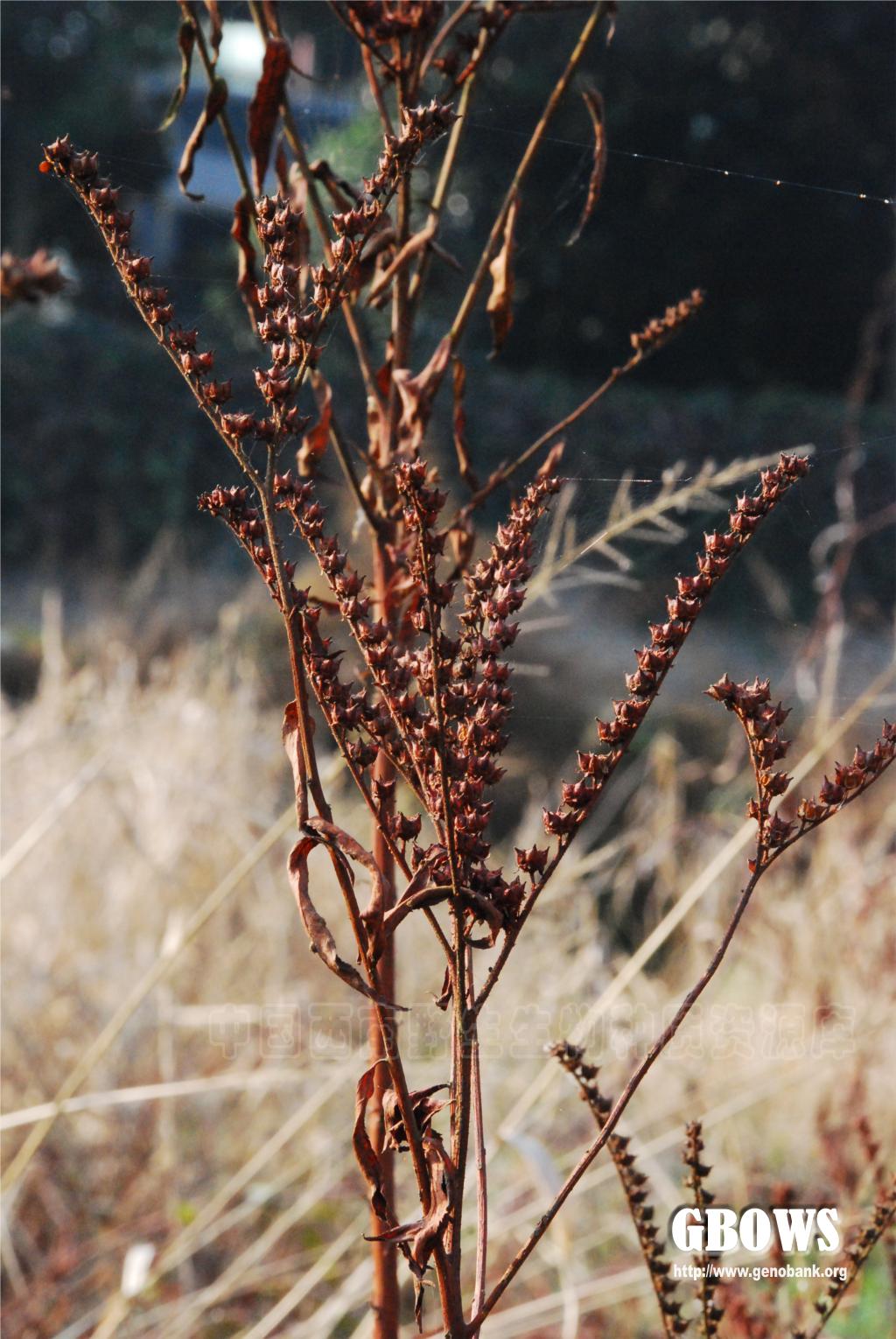 扯根菜penthorumchinensepursh