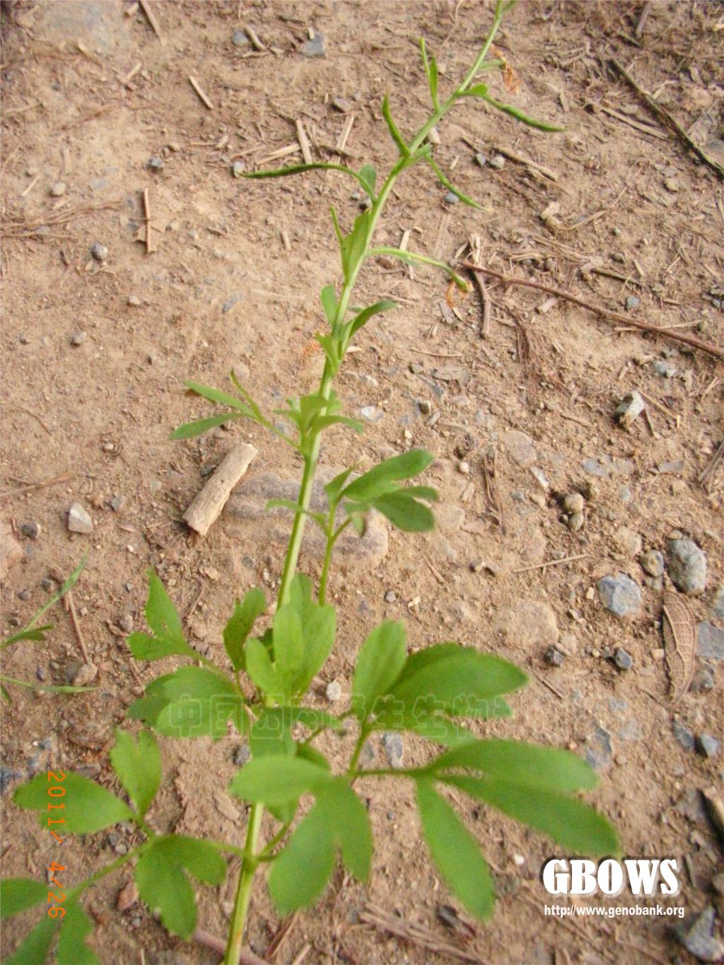 夏天无corydalisdecumbensthunbpers