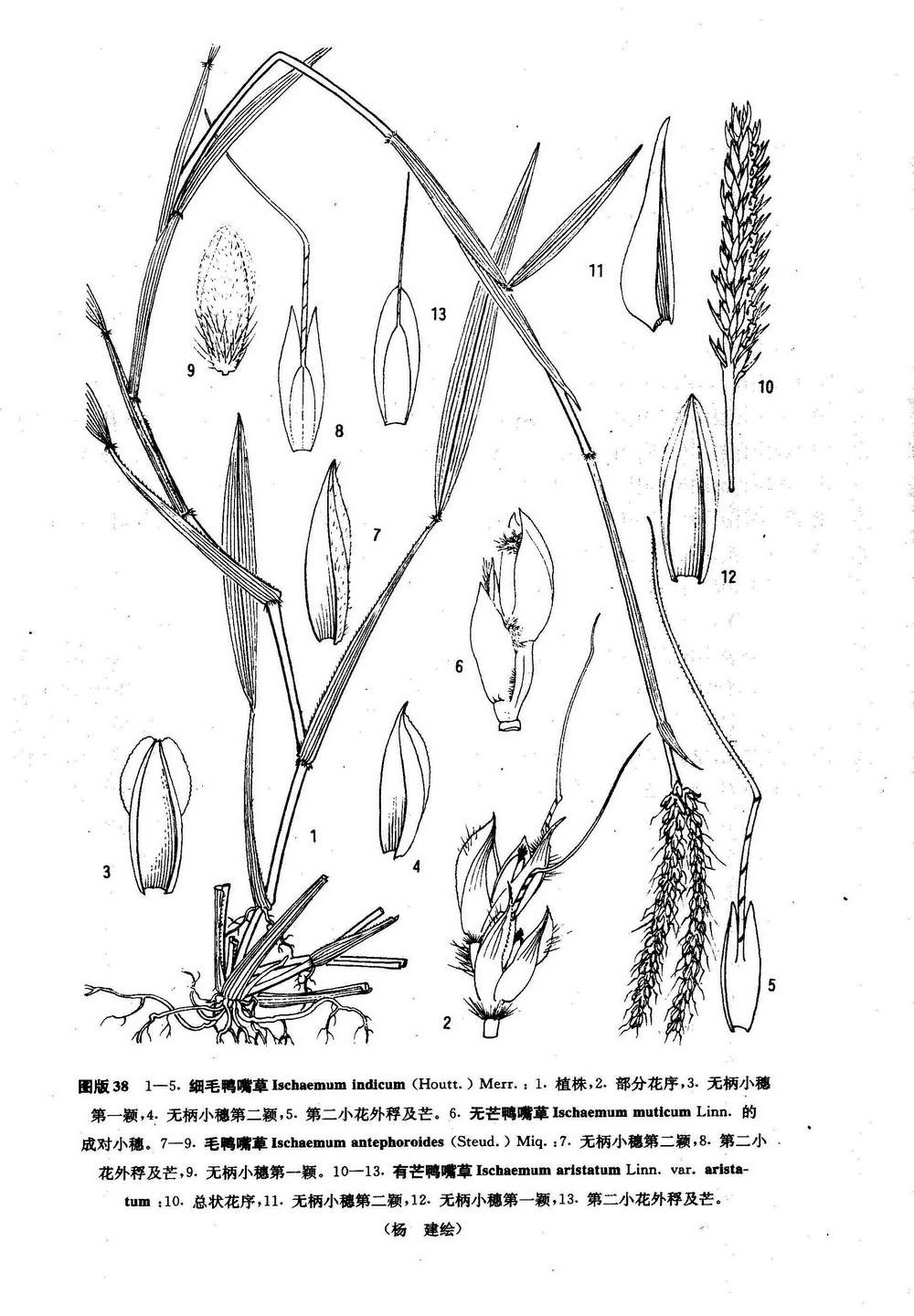 小黃金鴨嘴草 ischaemum setaceum honda系統位置被子植物門