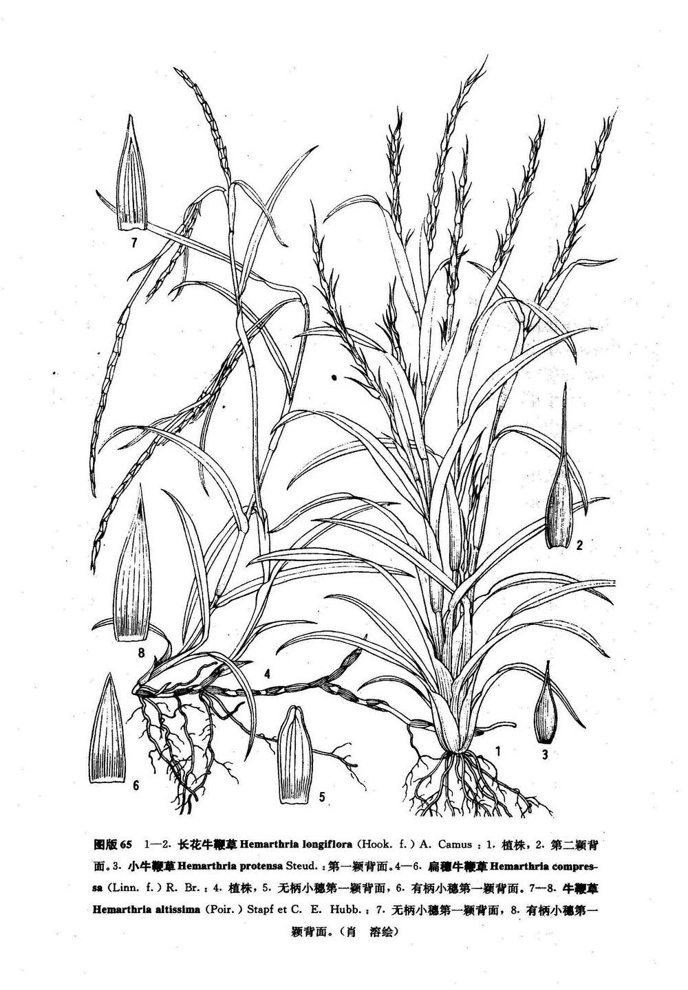 扁穗牛鞭草种子图片