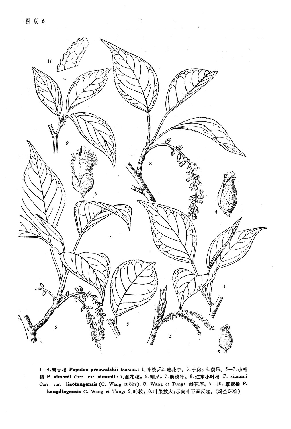 康定杨 Populus kangdingensis C. Wang et S. L. Tung