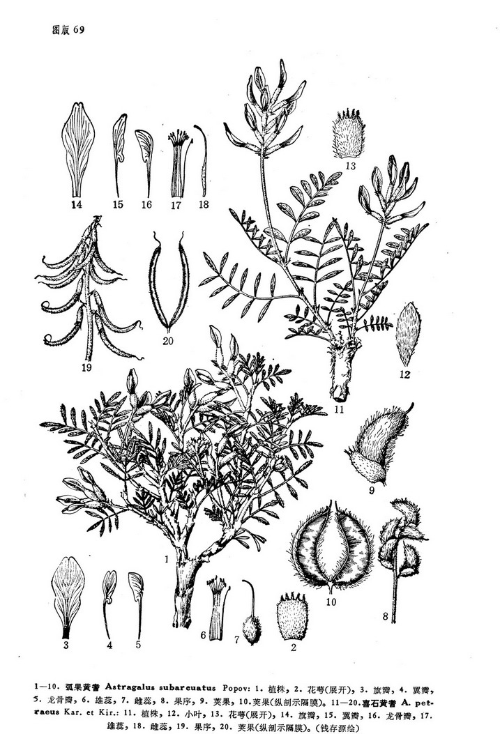  Astragalus Petraeus Kar Et Kir 