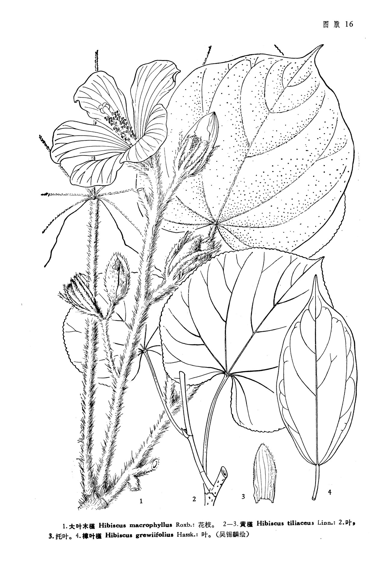 黄槿 Hibiscus tiliaceus L.