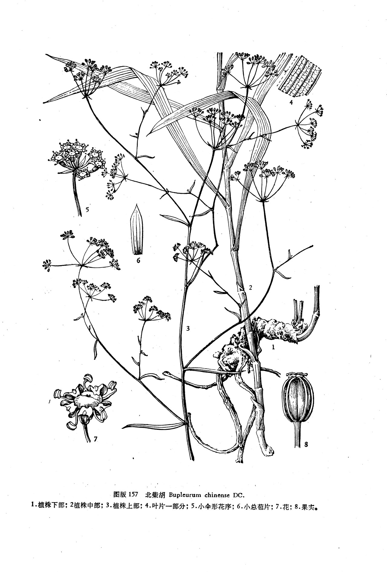 北柴胡 Bupleurum chinense DC.