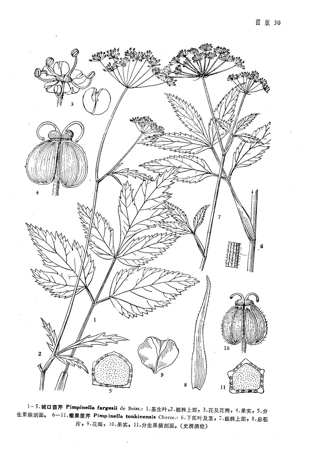 被子植物门 angiospermae双子叶植物纲 dicotyledoneae原始花被亚纲